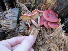 Gymnopilus thiersii