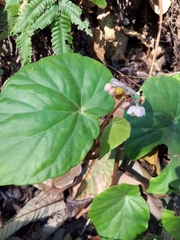 Begonia siamensis