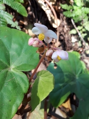 Begonia siamensis