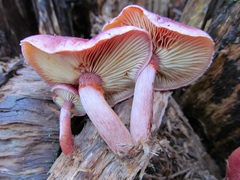 Gymnopilus thiersii