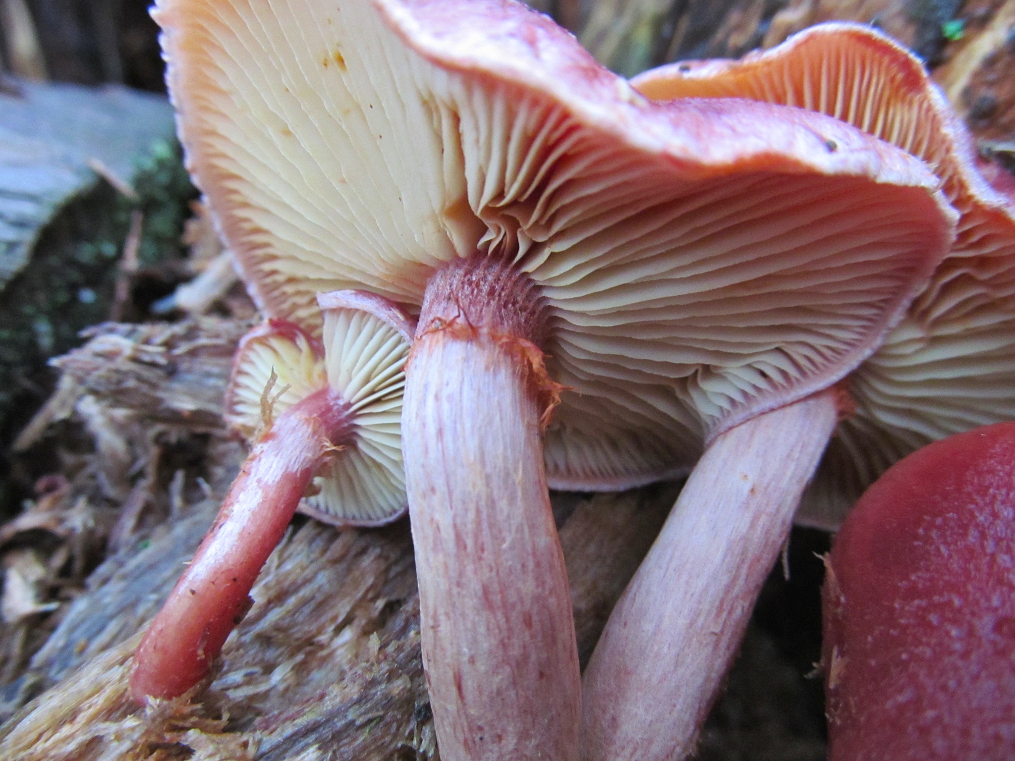 Gymnopilus thiersii image