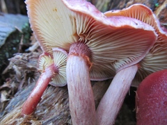 Gymnopilus thiersii