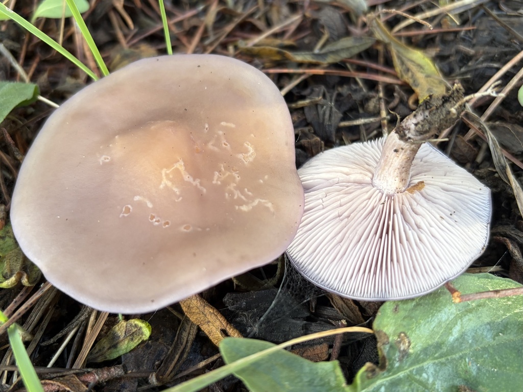 Collybia sordida · February 2026 · photo: © lucian_clanet (iNaturalist, cc-by)