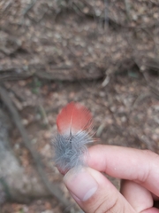 Psittaculidae