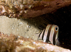 Chelmonops truncatus