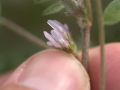 Astragalus tribuloides