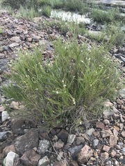 Gomphostigma virgatum