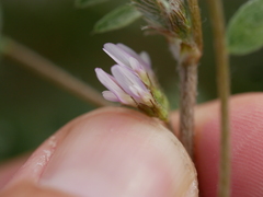 Astragalus tribuloides
