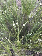 Gomphostigma virgatum