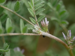 Astragalus tribuloides