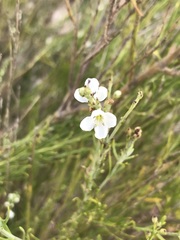 Gomphostigma virgatum