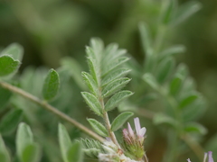 Astragalus tribuloides