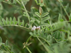 Astragalus tribuloides
