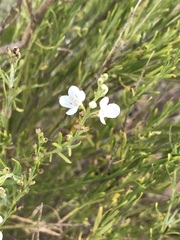 Gomphostigma virgatum