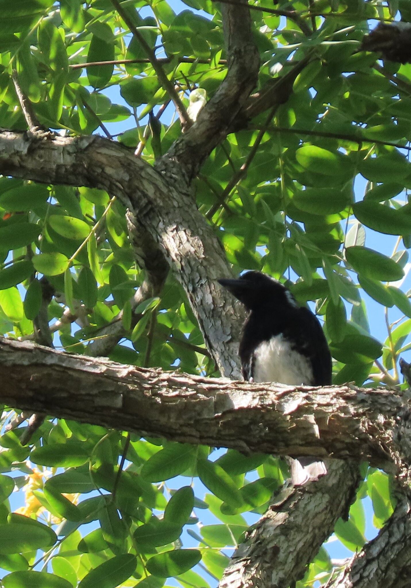 White-eared Barbet (Stactolaema leucotis), photo 2