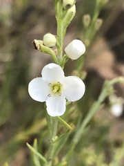 Gomphostigma virgatum