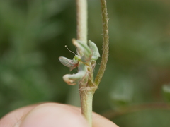 Astragalus tribuloides
