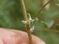 Astragalus tribuloides