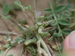 Astragalus tribuloides