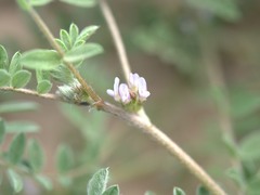 Astragalus tribuloides