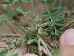 Astragalus tribuloides