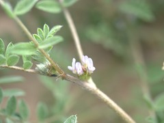 Astragalus tribuloides