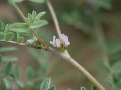 Astragalus tribuloides