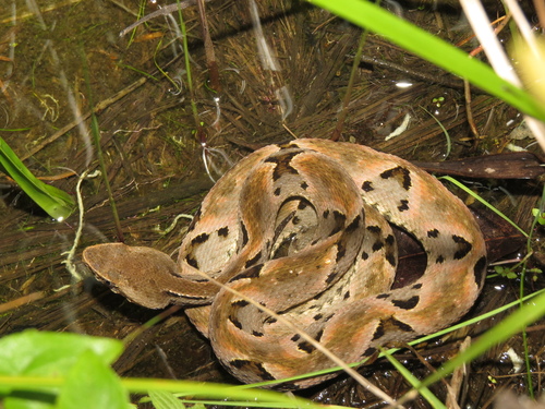 Brazilian Lancehead