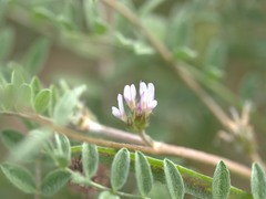 Astragalus tribuloides
