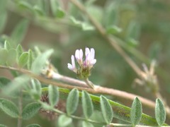 Astragalus tribuloides