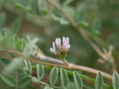 Astragalus tribuloides