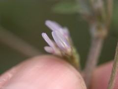 Astragalus tribuloides