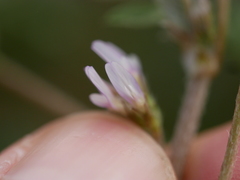 Astragalus tribuloides