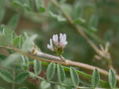 Astragalus tribuloides
