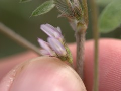 Astragalus tribuloides