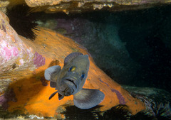 Acanthistius ocellatus