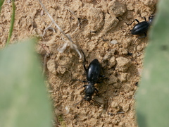 Microdera