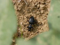 Microdera
