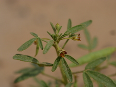 Cleome amblyocarpa