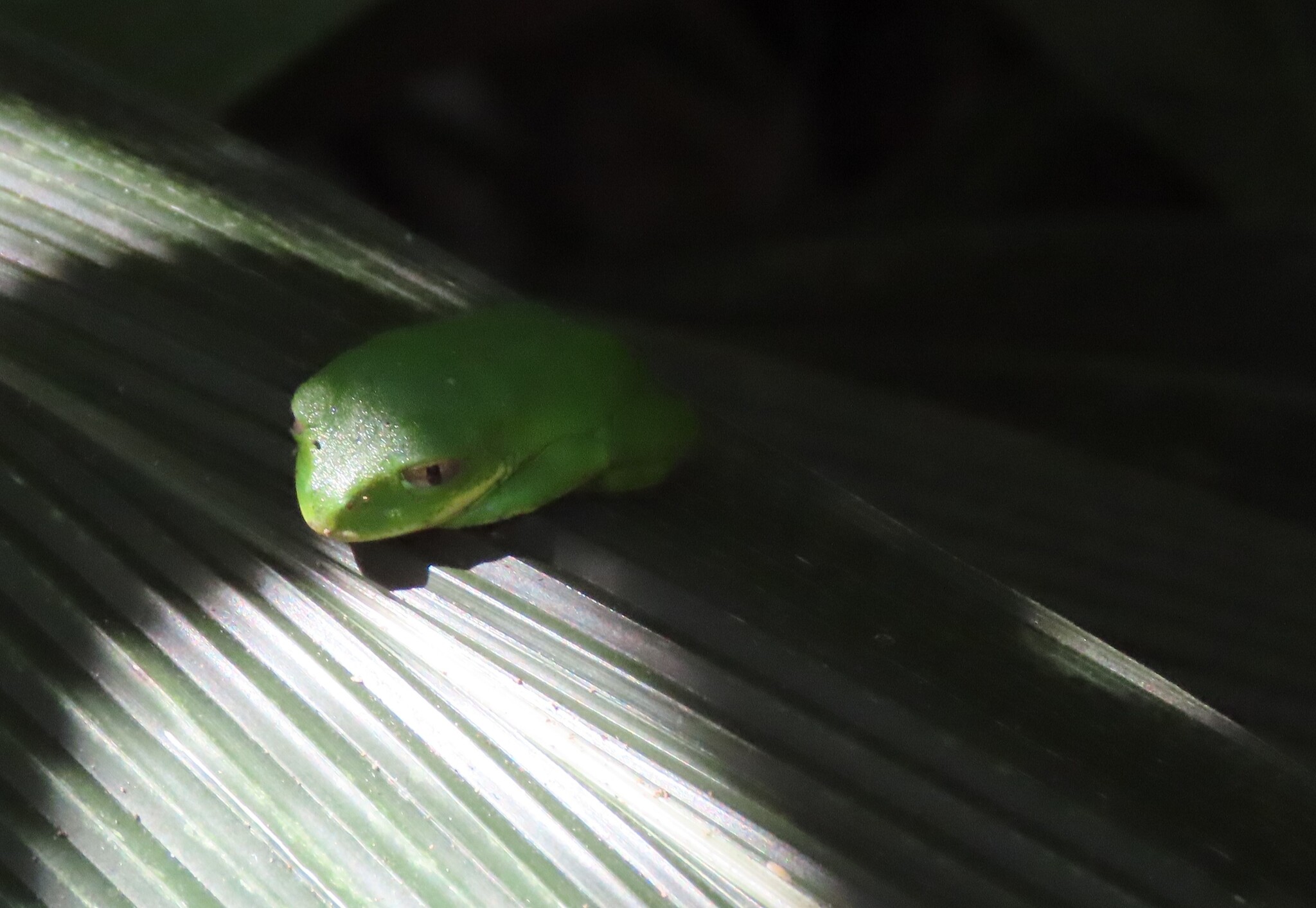 Leptopelis mossambicus Poynton, 1985