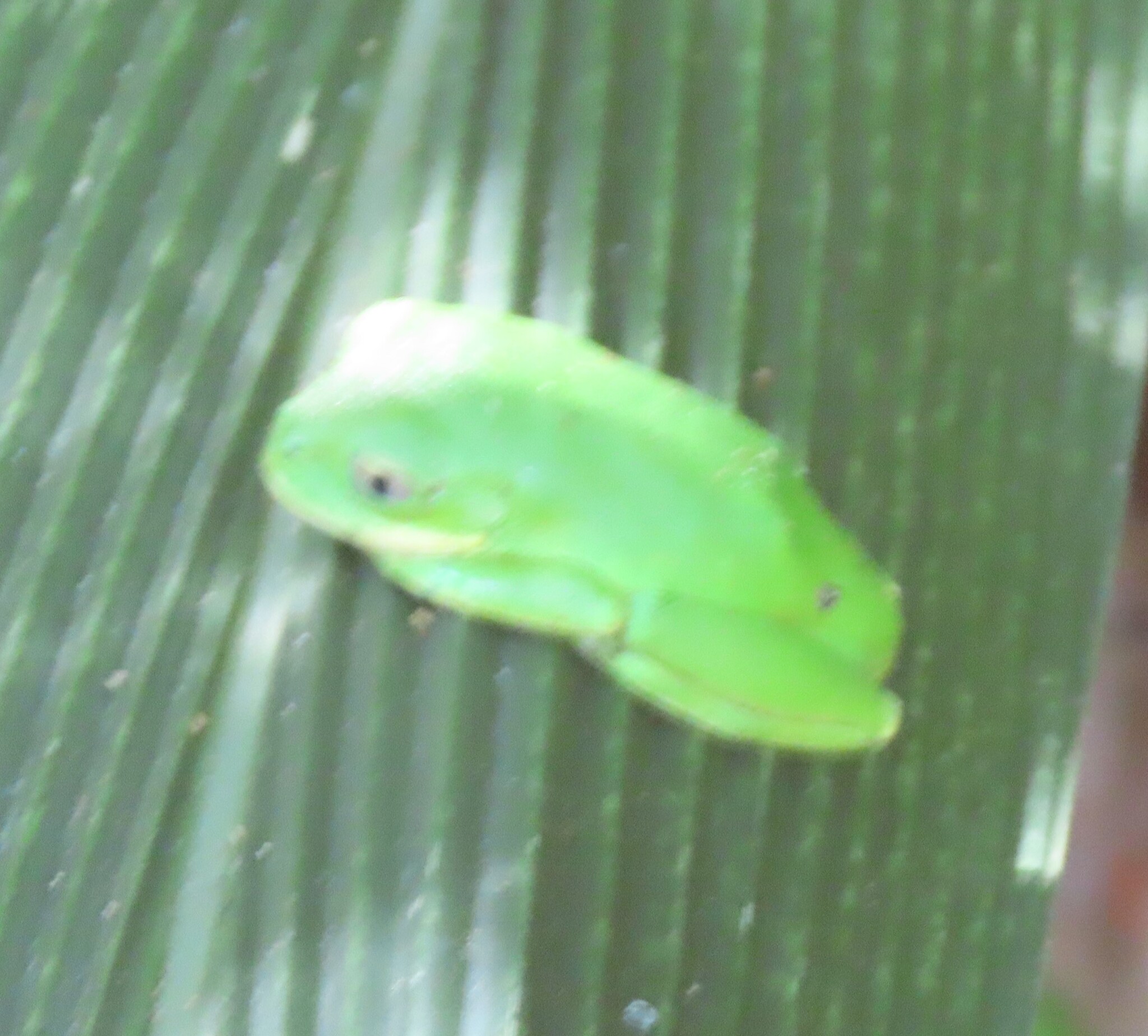 Leptopelis mossambicus Poynton, 1985