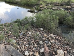 Gomphostigma virgatum