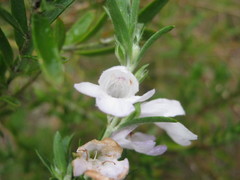 Prostanthera behriana