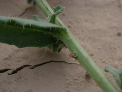 Gastrocotyle hispida