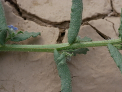 Gastrocotyle hispida