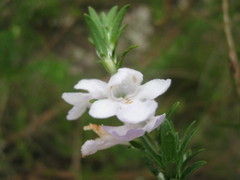 Prostanthera behriana