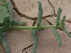 Gastrocotyle hispida