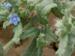 Gastrocotyle hispida