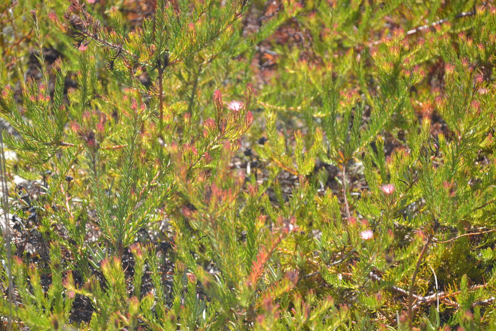 Diastella proteoides; photograph (c) Caroline Voget, some rights reserved (CC BY)