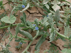 Gastrocotyle hispida